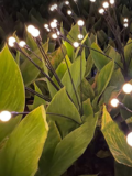 Top 10 LED Garden Lights In India